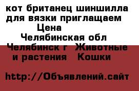 кот британец шиншилла для вязки приглащаем › Цена ­ 3 000 - Челябинская обл., Челябинск г. Животные и растения » Кошки   